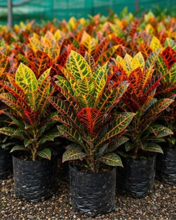 Croton_Plant_|_Grafted_Indoor_Outdoor_|_Bangalore_Croton_|_Colorful_Foliage_Plant_|_Healthy_Live_Plant_Guaranteed