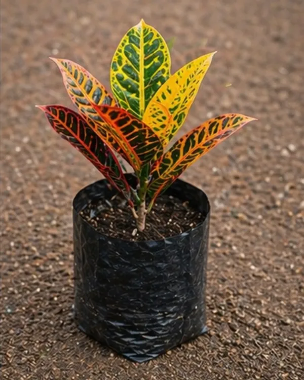 Croton_Plant_|_Grafted_Indoor_Outdoor_|_Bangalore_Croton_|_Colorful_Foliage_Plant_|_Healthy_Live_Plant_Guaranteed