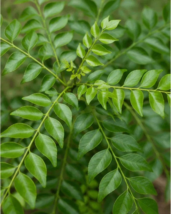 Curry_Leaves_Plant_|_Grafted_Kadi_Patta_Plant_|_Aromatic_Culinary_Herb_Plant_|_Healthy_Live_Plant_Guaranteed