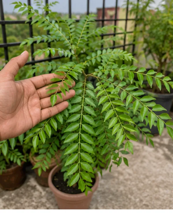 Curry_Leaves_Plant_|_Grafted_Kadi_Patta_Plant_|_Aromatic_Culinary_Herb_Plant_|_Healthy_Live_Plant_Guaranteed