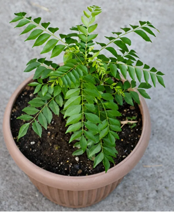 Curry_Leaves_Plant_|_Grafted_Kadi_Patta_Plant_|_Aromatic_Culinary_Herb_Plant_|_Healthy_Live_Plant_Guaranteed