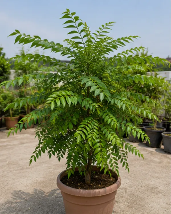 Curry_Leaves_Plant_|_Grafted_Kadi_Patta_Plant_|_Aromatic_Culinary_Herb_Plant_|_Healthy_Live_Plant_Guaranteed