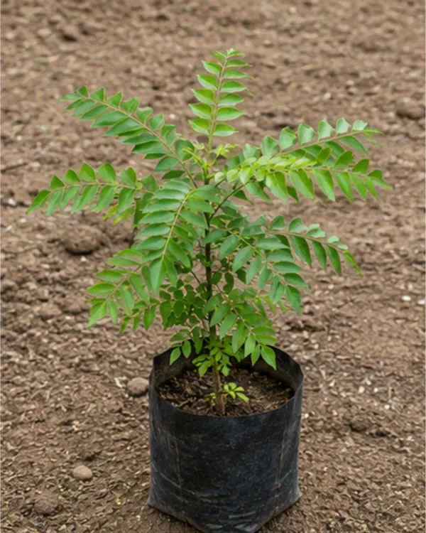 Curry_Leaves_Plant_|_Grafted_Kadi_Patta_Plant_|_Aromatic_Culinary_Herb_Plant_|_Healthy_Live_Plant_Guaranteed