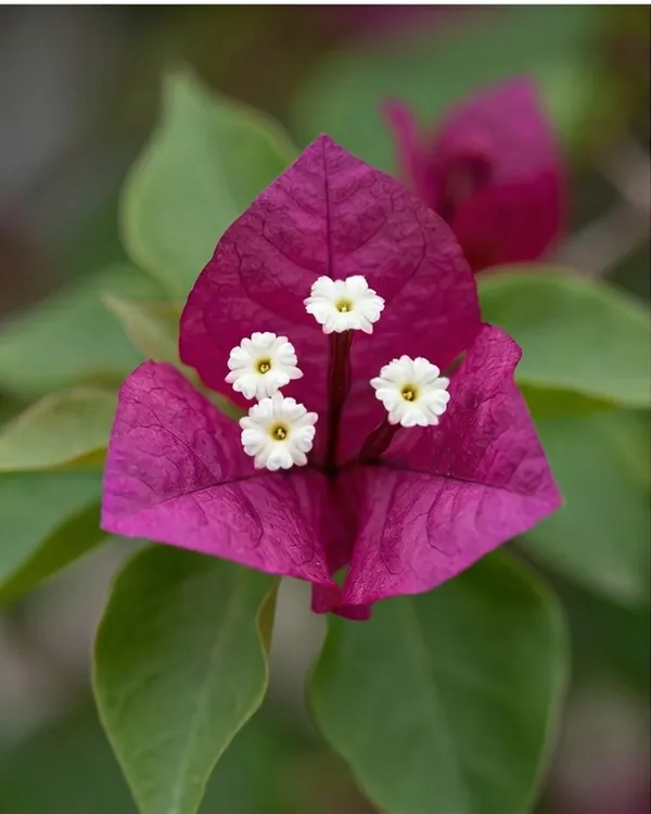Dark_One_Rubiyana_Bougainvillea_Plant_|_Grafted_Rare_Deep_Shade_Bloom_Variety_|_Dark_Magenta_Purple_Flowers_|_Heavy_Flowering_|_Healthy_Live_Plant_Guaranteed