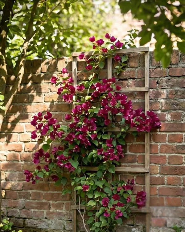 Dark_One_Rubiyana_Bougainvillea_Plant_|_Grafted_Rare_Deep_Shade_Bloom_Variety_|_Dark_Magenta_Purple_Flowers_|_Heavy_Flowering_|_Healthy_Live_Plant_Guaranteed