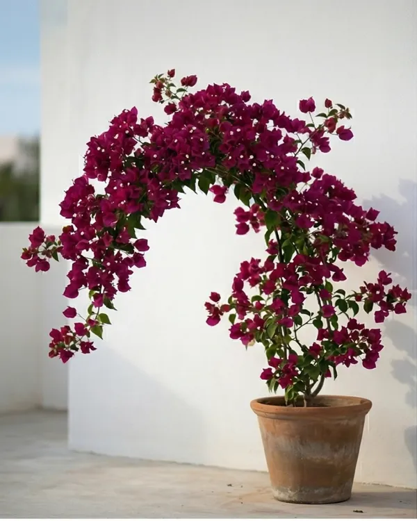 Dark_One_Rubiyana_Bougainvillea_Plant_|_Grafted_Rare_Deep_Shade_Bloom_Variety_|_Dark_Magenta_Purple_Flowers_|_Heavy_Flowering_|_Healthy_Live_Plant_Guaranteed