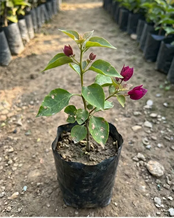 Dark_One_Rubiyana_Bougainvillea_Plant_|_Grafted_Rare_Deep_Shade_Bloom_Variety_|_Dark_Magenta_Purple_Flowers_|_Heavy_Flowering_|_Healthy_Live_Plant_Guaranteed