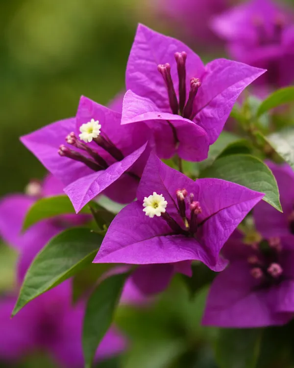 Deepest_Purple_Bougainvillea_Plant_|_Grafted_Ultra_Rich_Color_Bloom_Variety_|_Deep_Purple_Flowers_|_Heavy_Flowering_|_Healthy_Live_Plant_Guaranteed