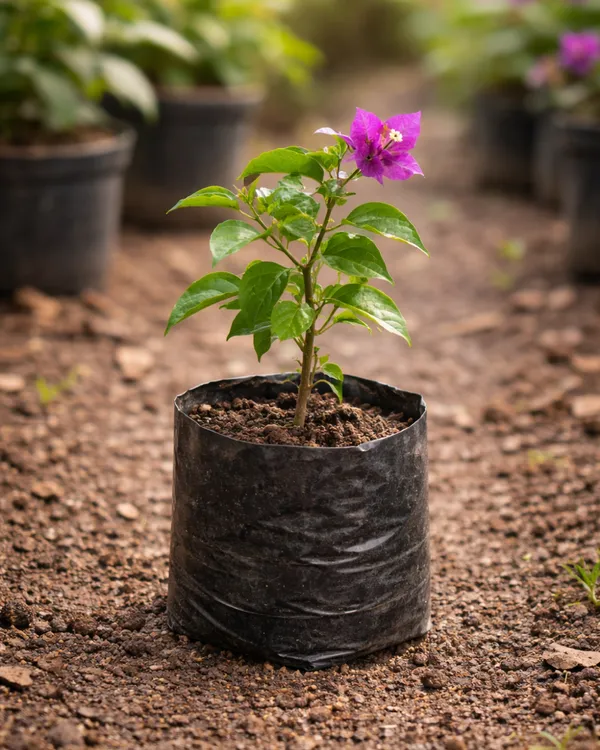 Deepest_Purple_Bougainvillea_Plant_|_Grafted_Ultra_Rich_Color_Bloom_Variety_|_Deep_Purple_Flowers_|_Heavy_Flowering_|_Healthy_Live_Plant_Guaranteed