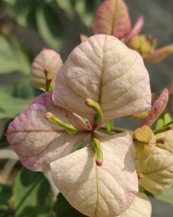 Demonic_Butterfly_Bougainvillea_Plant_|_Grafted_Rare_Butterfly_Bract_Variety_|_Dark_Red_Blackish_Flowers_|_Heavy_Flowering_|_Healthy_Live_Plant_Guaranteed