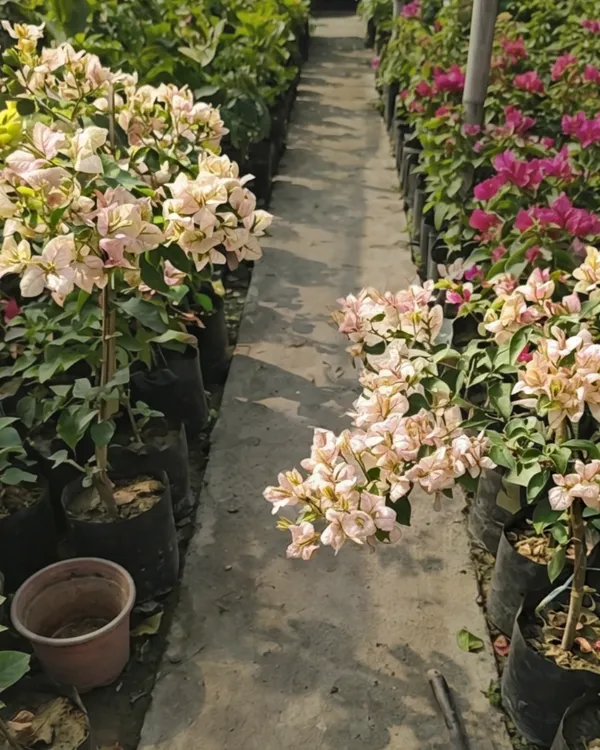 Demonic_Butterfly_Bougainvillea_Plant_|_Grafted_Rare_Butterfly_Bract_Variety_|_Dark_Red_Blackish_Flowers_|_Heavy_Flowering_|_Healthy_Live_Plant_Guaranteed