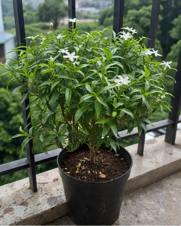 Desi_Tagar_Plant_|_Grafted_Crape_Jasmine_Plant_|_White_Flower_Plant_|_Healthy_Live_Plant_Guaranteed