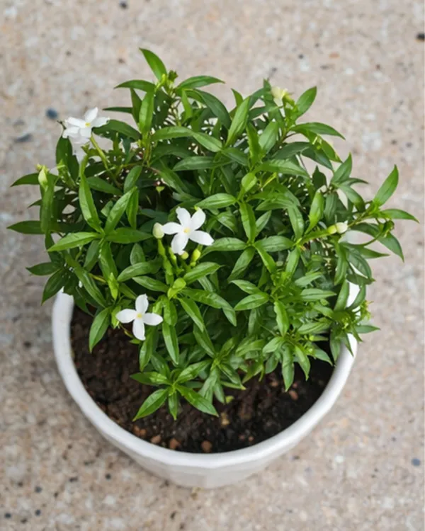 Desi_Tagar_Plant_|_Grafted_Crape_Jasmine_Plant_|_White_Flower_Plant_|_Healthy_Live_Plant_Guaranteed