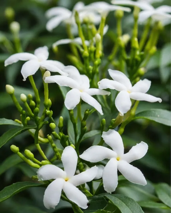 Desi_Tagar_Plant_|_Grafted_Crape_Jasmine_Plant_|_White_Flower_Plant_|_Healthy_Live_Plant_Guaranteed