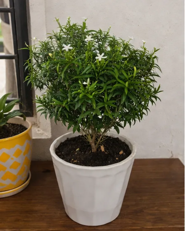 Desi_Tagar_Plant_|_Grafted_Crape_Jasmine_Plant_|_White_Flower_Plant_|_Healthy_Live_Plant_Guaranteed