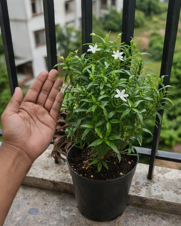 Desi_Tagar_Plant_|_Grafted_Crape_Jasmine_Plant_|_White_Flower_Plant_|_Healthy_Live_Plant_Guaranteed
