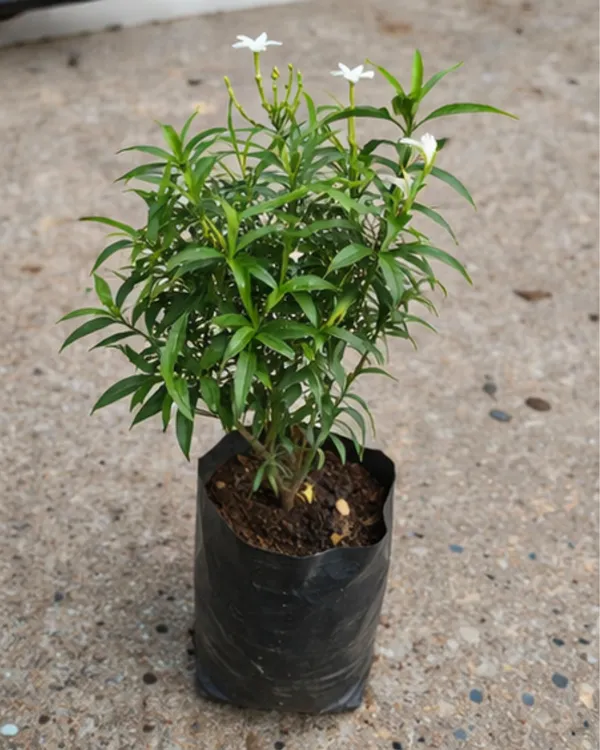 Desi_Tagar_Plant_|_Grafted_Crape_Jasmine_Plant_|_White_Flower_Plant_|_Healthy_Live_Plant_Guaranteed