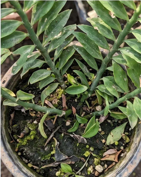 Devil's_Backbone_Plant_|_Grafted_Indoor_|_Zig_Zag_Plant_|_Unique_Succulent_|_Low_Maintenance_|_Healthy_Live_Plant_Guaranteed