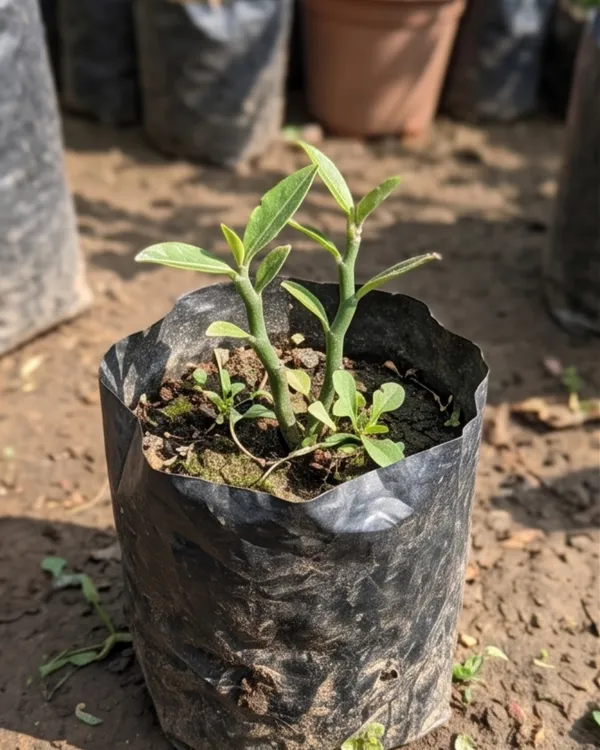 Devil's_Backbone_Plant_|_Grafted_Indoor_|_Zig_Zag_Plant_|_Unique_Succulent_|_Low_Maintenance_|_Healthy_Live_Plant_Guaranteed