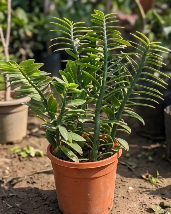 Devil's_Backbone_Plant_|_Grafted_Indoor_|_Zig_Zag_Plant_|_Unique_Succulent_|_Low_Maintenance_|_Healthy_Live_Plant_Guaranteed