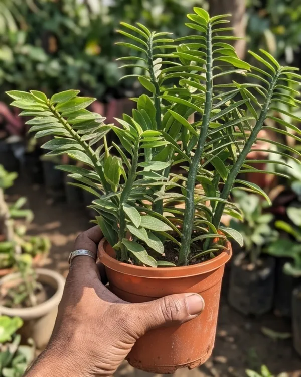 Devil's_Backbone_Plant_|_Grafted_Indoor_|_Zig_Zag_Plant_|_Unique_Succulent_|_Low_Maintenance_|_Healthy_Live_Plant_Guaranteed