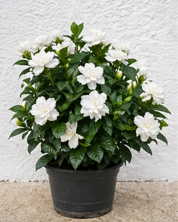 Double_Petal_Tagar_Plant_|_Grafted_Double_Flower_Crape_Jasmine_|_Fragrant_White_Flower_|_Healthy_Live_Plant_Guaranteed