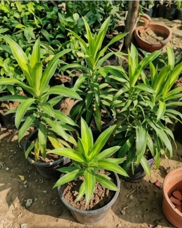 Dracaena_Green_Indoor_Plant_|_Grafted_Dracaena_Plant_|_Air_Purifying_|_Low_Maintenance_|_Healthy_Live_Plant_Guaranteed