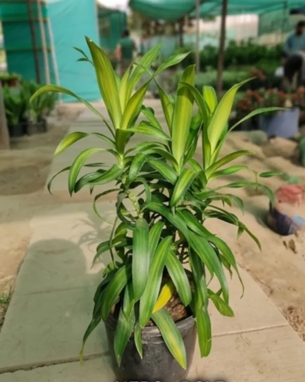 Dracaena_Green_Indoor_Plant_|_Grafted_Dracaena_Plant_|_Air_Purifying_|_Low_Maintenance_|_Healthy_Live_Plant_Guaranteed