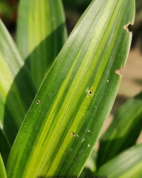 Dracaena_Green_Indoor_Plant_|_Grafted_Dracaena_Plant_|_Air_Purifying_|_Low_Maintenance_|_Healthy_Live_Plant_Guaranteed