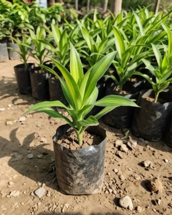 Dracaena_Green_Indoor_Plant_|_Grafted_Dracaena_Plant_|_Air_Purifying_|_Low_Maintenance_|_Healthy_Live_Plant_Guaranteed