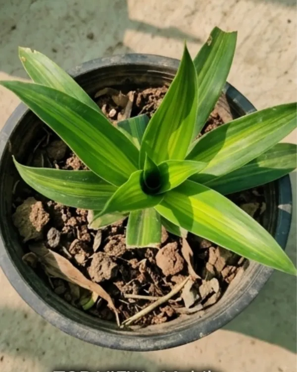 Dracaena_Green_Indoor_Plant_|_Grafted_Dracaena_Plant_|_Air_Purifying_|_Low_Maintenance_|_Healthy_Live_Plant_Guaranteed
