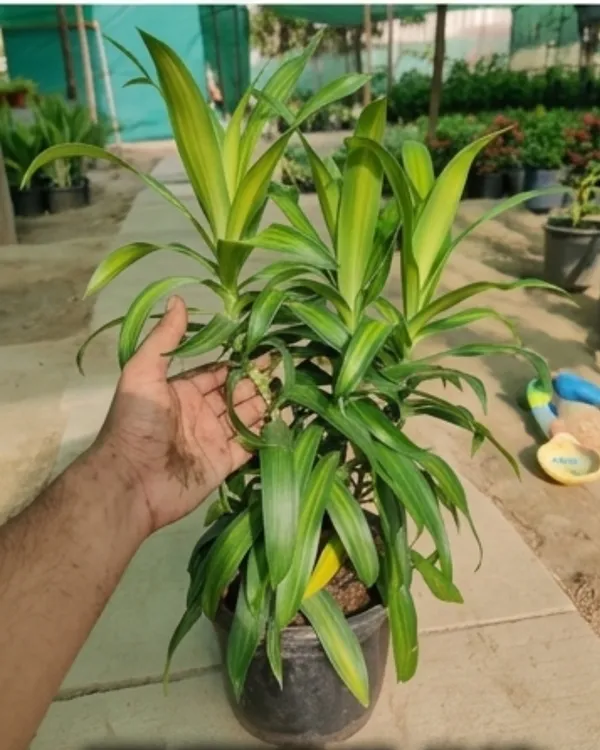 Dracaena_Green_Indoor_Plant_|_Grafted_Dracaena_Plant_|_Air_Purifying_|_Low_Maintenance_|_Healthy_Live_Plant_Guaranteed