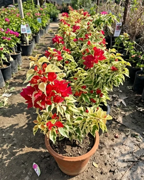 Dragon_Flame_Red_Bougainvillea_Plant_|_Grafted_Intense_Flame_Bloom_Variety_|_Deep_Red_Flowers_|_Heavy_Flowering_|_Healthy_Live_Plant_Guaranteed