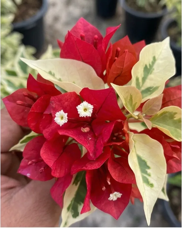 Dragon_Flame_Red_Bougainvillea_Plant_|_Grafted_Intense_Flame_Bloom_Variety_|_Deep_Red_Flowers_|_Heavy_Flowering_|_Healthy_Live_Plant_Guaranteed