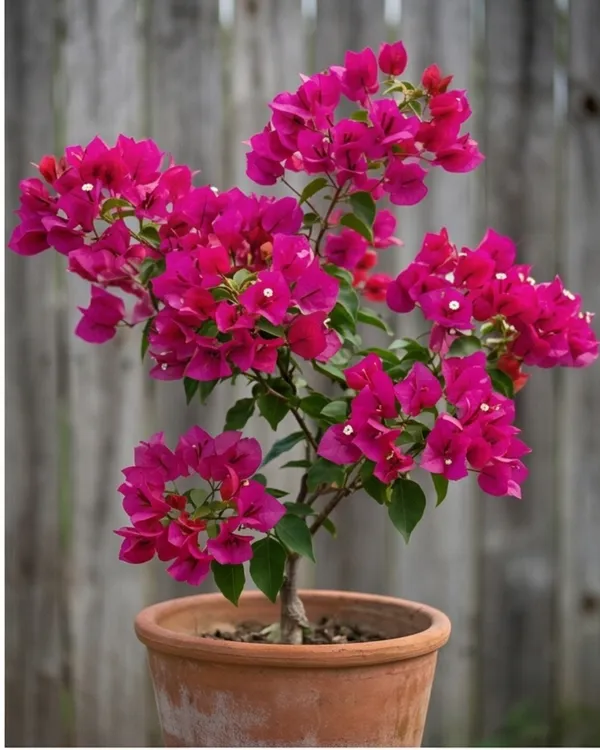 Duck_Feet_Bougainvillea_Plant_|_Grafted_Unique_Foliage_Bloom_Variety_|_Bright_Pink_Flowers_|_Heavy_Flowering_|_Healthy_Live_Plant_Guaranteed