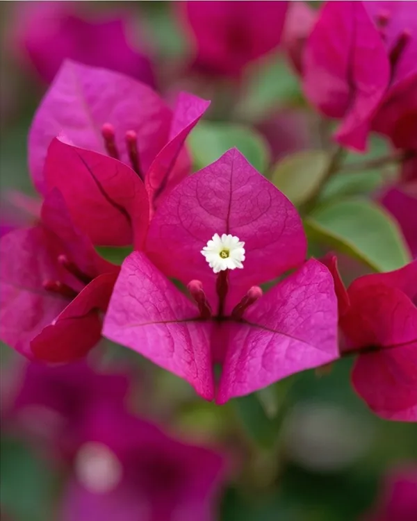 Duck_Feet_Bougainvillea_Plant_|_Grafted_Unique_Foliage_Bloom_Variety_|_Bright_Pink_Flowers_|_Heavy_Flowering_|_Healthy_Live_Plant_Guaranteed