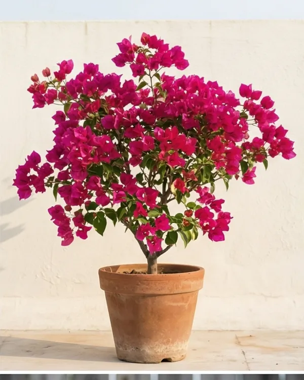 Duck_Feet_Bougainvillea_Plant_|_Grafted_Unique_Foliage_Bloom_Variety_|_Bright_Pink_Flowers_|_Heavy_Flowering_|_Healthy_Live_Plant_Guaranteed