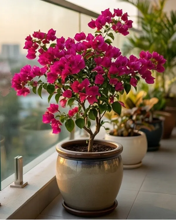 Duck_Feet_Bougainvillea_Plant_|_Grafted_Unique_Foliage_Bloom_Variety_|_Bright_Pink_Flowers_|_Heavy_Flowering_|_Healthy_Live_Plant_Guaranteed