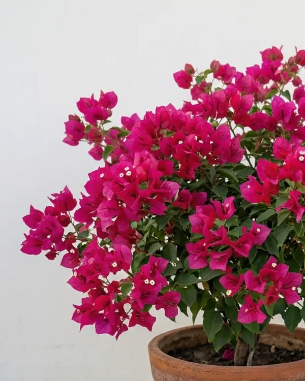 Duck_Feet_Bougainvillea_Plant_|_Grafted_Unique_Foliage_Bloom_Variety_|_Bright_Pink_Flowers_|_Heavy_Flowering_|_Healthy_Live_Plant_Guaranteed