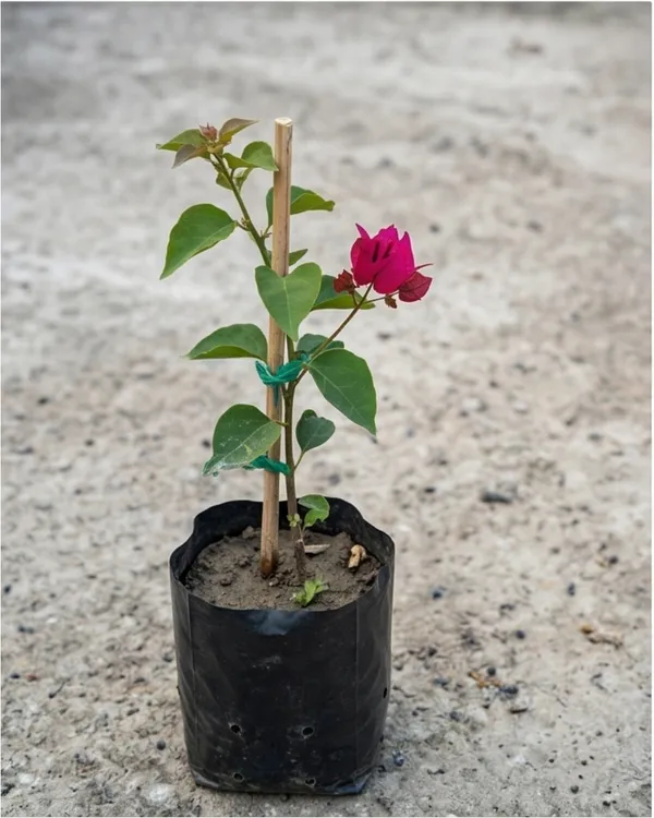 Duck_Feet_Bougainvillea_Plant_|_Grafted_Unique_Foliage_Bloom_Variety_|_Bright_Pink_Flowers_|_Heavy_Flowering_|_Healthy_Live_Plant_Guaranteed