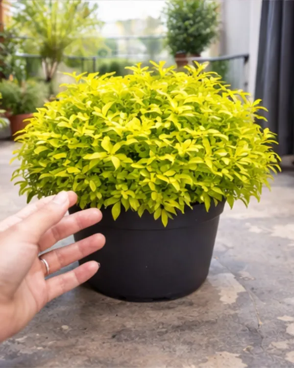 Duranta_Plant_|_Grafted_Golden_Dewdrop_Plant_|_Flowering_Hedge_Plant_|_Healthy_Live_Plant_Guaranteed