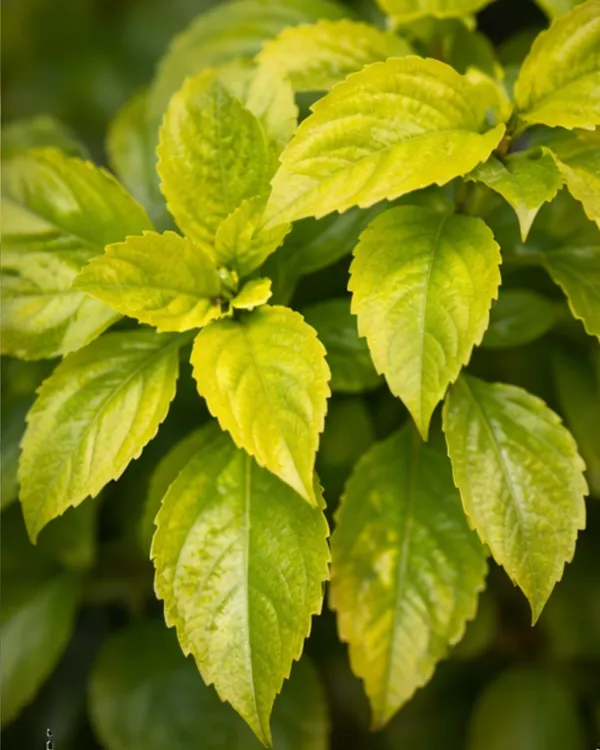 Duranta_Plant_|_Grafted_Golden_Dewdrop_Plant_|_Flowering_Hedge_Plant_|_Healthy_Live_Plant_Guaranteed