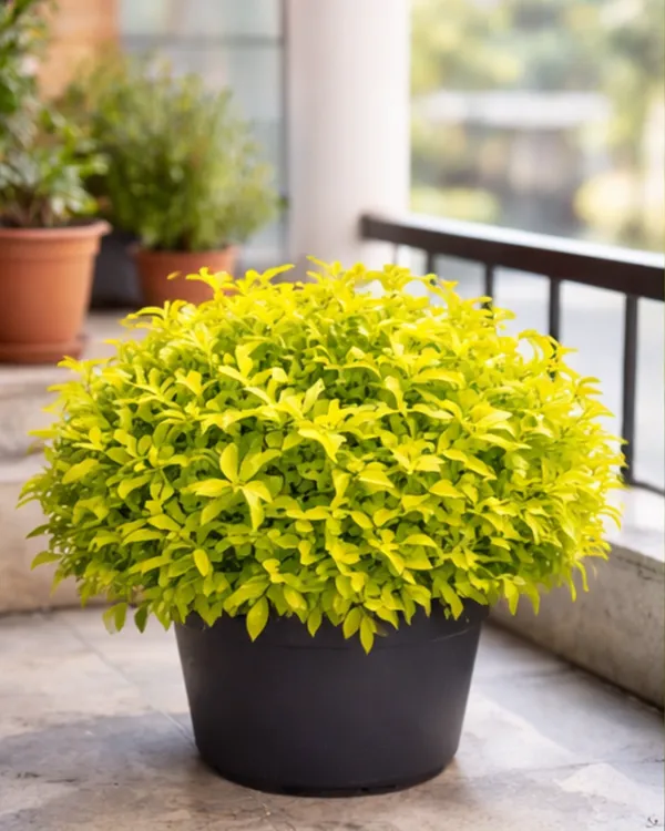 Duranta_Plant_|_Grafted_Golden_Dewdrop_Plant_|_Flowering_Hedge_Plant_|_Healthy_Live_Plant_Guaranteed