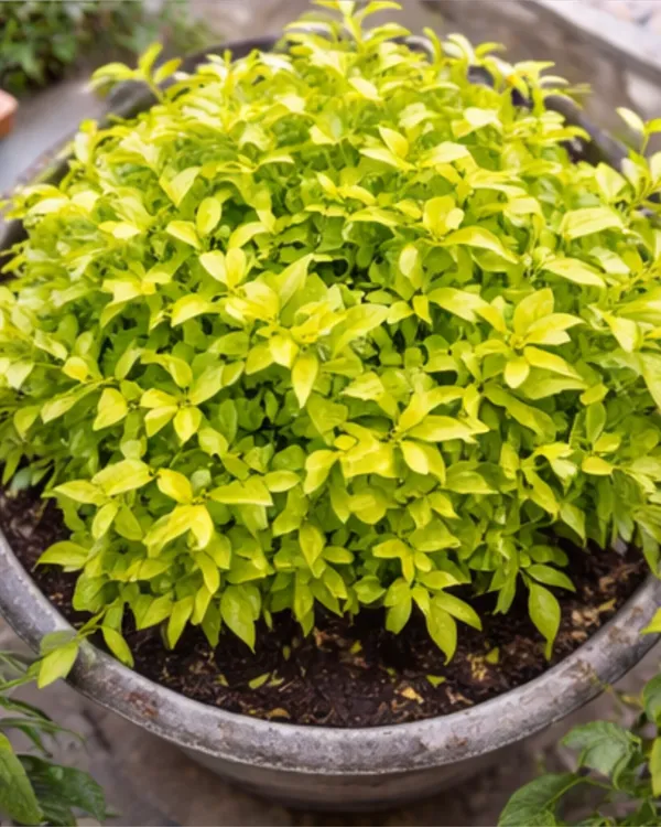 Duranta_Plant_|_Grafted_Golden_Dewdrop_Plant_|_Flowering_Hedge_Plant_|_Healthy_Live_Plant_Guaranteed