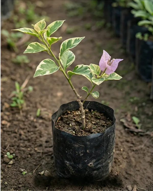 Dusun_Beauty_Bougainvillea_Plant_|_Grafted_Exotic_Soft_Tone_Bloom_Variety_|_Light_Pink_Peach_Flowers_|_Heavy_Flowering_|_Healthy_Live_Plant_Guaranteed