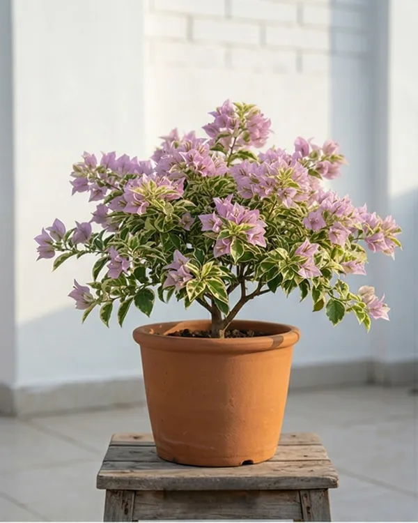 Dusun_Beauty_Bougainvillea_Plant_|_Grafted_Exotic_Soft_Tone_Bloom_Variety_|_Light_Pink_Peach_Flowers_|_Heavy_Flowering_|_Healthy_Live_Plant_Guaranteed