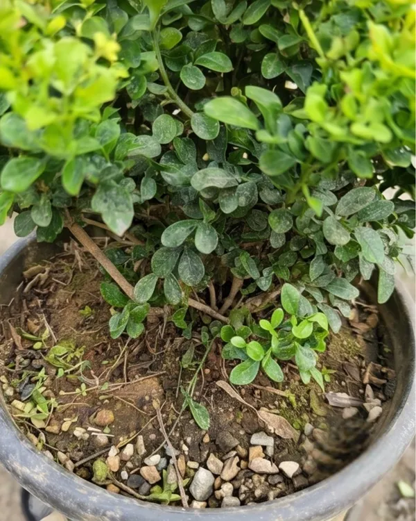 Dwarf_Madhu_Kamini_Plant_|_Grafted_Dwarf_Orange_Jasmine_|_Fragrant_Plant_|_Healthy_Live_Plant_Guaranteed