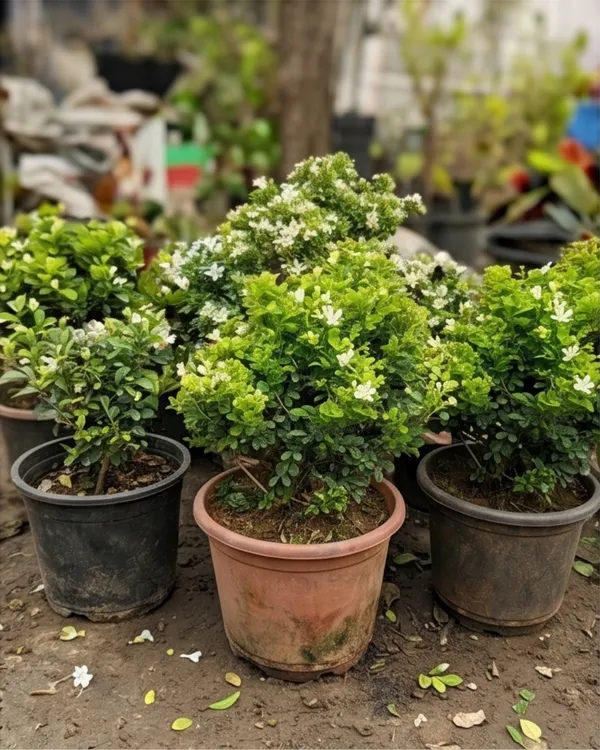 Dwarf_Madhu_Kamini_Plant_|_Grafted_Dwarf_Orange_Jasmine_|_Fragrant_Plant_|_Healthy_Live_Plant_Guaranteed