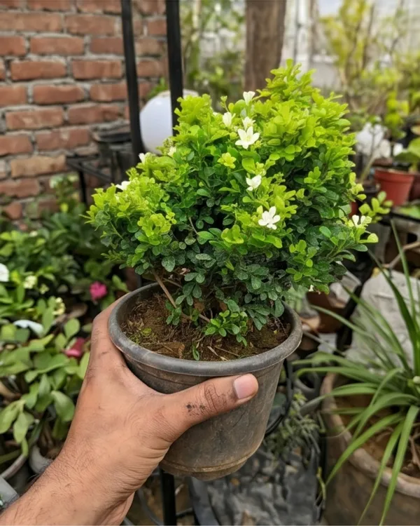 Dwarf_Madhu_Kamini_Plant_|_Grafted_Dwarf_Orange_Jasmine_|_Fragrant_Plant_|_Healthy_Live_Plant_Guaranteed