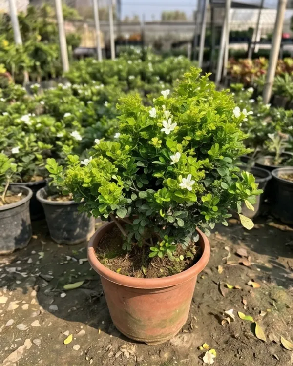 Dwarf_Madhu_Kamini_Plant_|_Grafted_Dwarf_Orange_Jasmine_|_Fragrant_Plant_|_Healthy_Live_Plant_Guaranteed